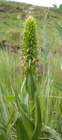 Pterygodium magnum bracts and spaced leaves